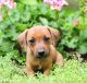 Dachshund Puppies for sale in California St, San Francisco, CA, USA. price: NA