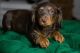 Dachshund Puppies for sale in Boston, MA, USA. price: $400