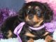 Dachshund Puppies for sale in Raleigh, NC 27668, USA. price: $400