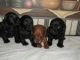 Dachshund Puppies for sale in Paducah, KY, USA. price: NA