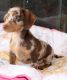 Dachshund Puppies for sale in Kinston, NC 28501, USA. price: $750