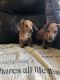 Dachshund Puppies for sale in Cedar Springs, MI 49319, USA. price: $600
