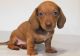 Dachshund Puppies for sale in Manchester, ME, USA. price: $500