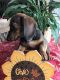 Dachshund Puppies for sale in Greenup, IL 62428, USA. price: NA