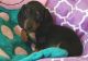 Dachshund Puppies for sale in Madison, WI, USA. price: NA