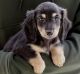 Dachshund Puppies for sale in Lake Carolyn Pkwy, Irving, TX 75039, USA. price: NA