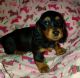 Dachshund Puppies for sale in Dallas, TX, USA. price: NA