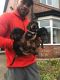 Dachshund Puppies for sale in Pondfield Rd, Bronxville, NY 10708, USA. price: NA