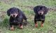 Dachshund Puppies for sale in Portland, OR, USA. price: NA