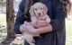 Dachshund Puppies for sale in Jackson, MS, USA. price: NA