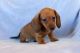Dachshund Puppies for sale in Springfield, MA 01119, USA. price: $500