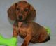 Dachshund Puppies for sale in Orlando, FL, USA. price: $500