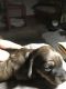 Dachshund Puppies for sale in Greenup, IL 62428, USA. price: NA