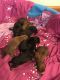 Dachshund Puppies for sale in Granby, CT, USA. price: $1,100