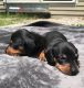 Dachshund Puppies for sale in Granby, CT, USA. price: $1,300