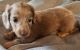 Dachshund Puppies for sale in Cornell, WI 54732, USA. price: NA