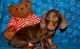 Dachshund Puppies for sale in Sacramento, CA, USA. price: $400