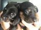 Dachshund Puppies for sale in Malad City, ID 83252, USA. price: NA