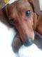 Dachshund Puppies for sale in New Britain, CT, USA. price: $450