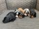 Dachshund Puppies for sale in Richmond, TX, USA. price: NA
