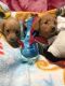 Dachshund Puppies for sale in 101 Opal Dr, Riverton, WY 82501, USA. price: NA