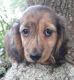 Dachshund Puppies for sale in Youngsville, LA, USA. price: NA