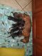 Dachshund Puppies for sale in South Gate, CA, USA. price: NA