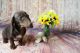 Dachshund Puppies for sale in 5804 Trellis Arch, Virginia Beach, VA 23462, USA. price: $500