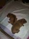 Dachshund Puppies for sale in Pleasanton, TX 78064, USA. price: $125