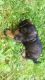 Dachshund Puppies for sale in Hilton, NY 14468, USA. price: NA