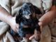 Dachshund Puppies for sale in Castle Rock, CO, USA. price: NA
