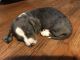Dachshund Puppies for sale in Charleston, TN 37310, USA. price: NA