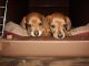 Dachshund Puppies for sale in Troup, TX 75789, USA. price: $300