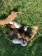 Dachshund Puppies for sale in 401 2nd St, Conway, AR 72032, USA. price: NA