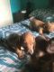 Dachshund Puppies for sale in Lakeland, FL 33809, USA. price: $700
