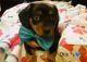 Dachshund Puppies for sale in Chariton, IA 50049, USA. price: $300