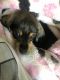 Dachshund Puppies for sale in Charlotte, NC, USA. price: $400