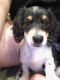 Dachshund Puppies for sale in Apopka, FL, USA. price: $1,500