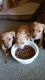 Dachshund Puppies for sale in Longview, WA, USA. price: NA