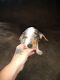 Dachshund Puppies for sale in Wauseon, OH 43567, USA. price: $500