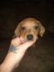 Dachshund Puppies for sale in Wauseon, OH 43567, USA. price: $500