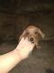Dachshund Puppies for sale in Wauseon, OH 43567, USA. price: NA