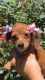 Dachshund Puppies for sale in Brandon, MS, USA. price: NA