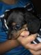 Dachshund Puppies for sale in Knoxville, TN, USA. price: $400