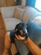 Dachshund Puppies for sale in Blanch, NC 27212, USA. price: NA