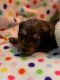 Dachshund Puppies for sale in Hempstead, TX 77445, USA. price: $1,000
