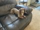 Dachshund Puppies for sale in Lochbuie, CO 80603, USA. price: NA