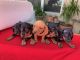 Dachshund Puppies for sale in Killeen, TX 76549, USA. price: $350