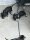 Dachshund Puppies for sale in Conroe, TX, USA. price: $300