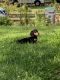 Dachshund Puppies for sale in Otisville, NY 10963, USA. price: NA